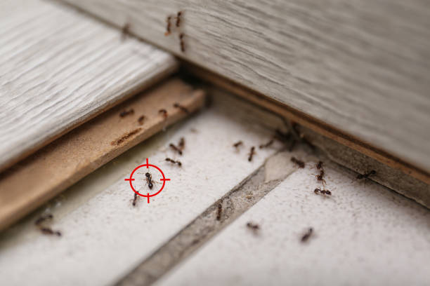 Best Pest Control Treatment  in Alamo, TN