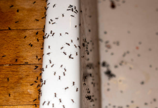 Best Cockroach Control Services  in Alamo, TN