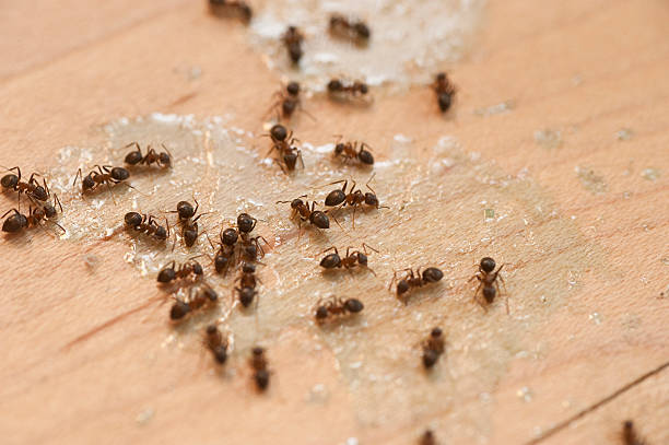 Best Best Pest Control Companies  in Alamo, TN